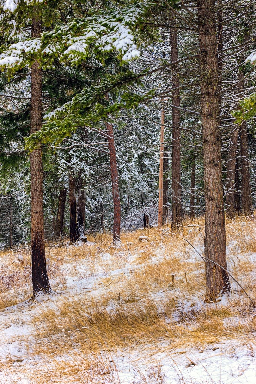 Looking into a forest in winter at Farragut State Park in north Idaho.