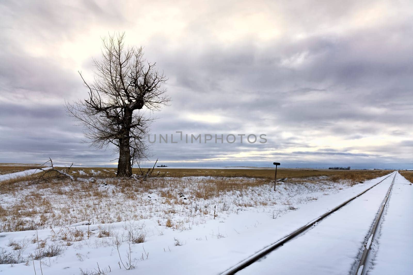 Train tracks run by a barren tree in a snowy field near Davenport, Washington.