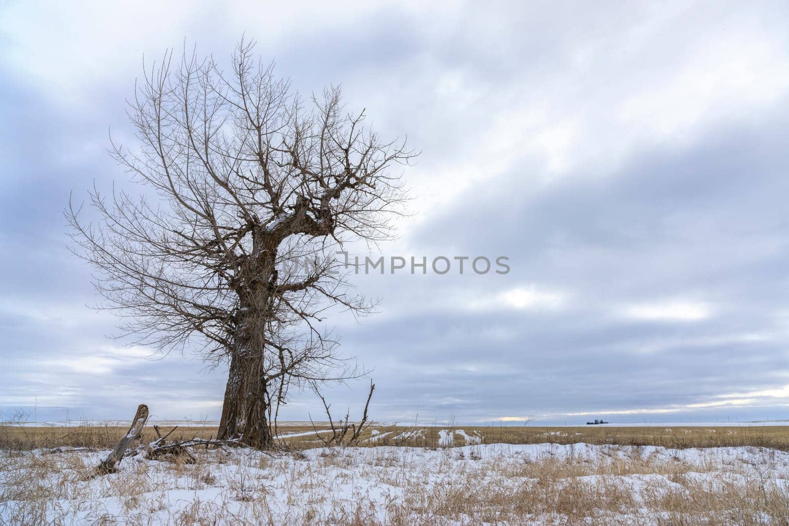 A barren tree in a snowy field stands under a cloudy sky near Davenport, Washington.