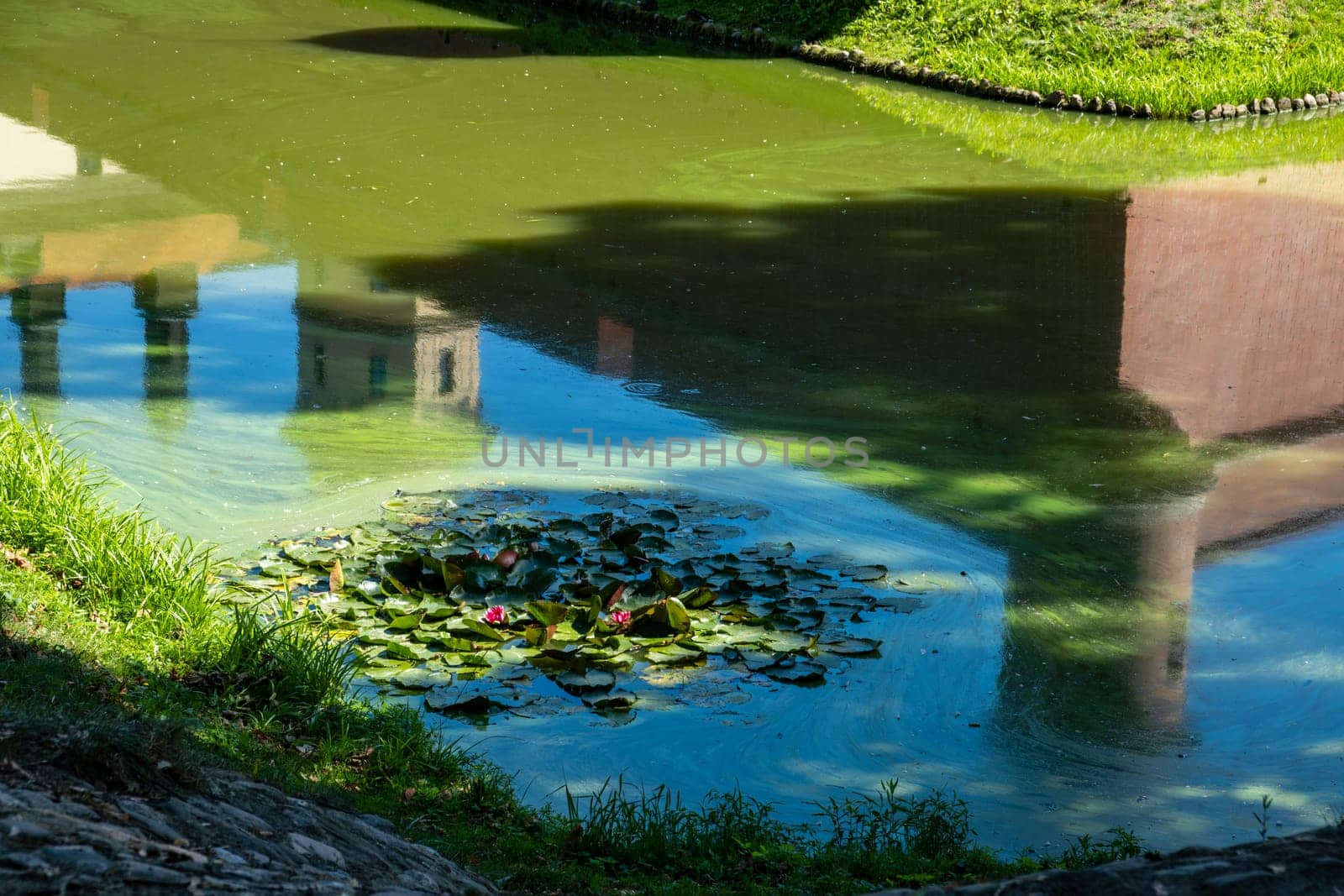 A pond reflects buildings among green lily pads. Tranquility and natural beauty.
