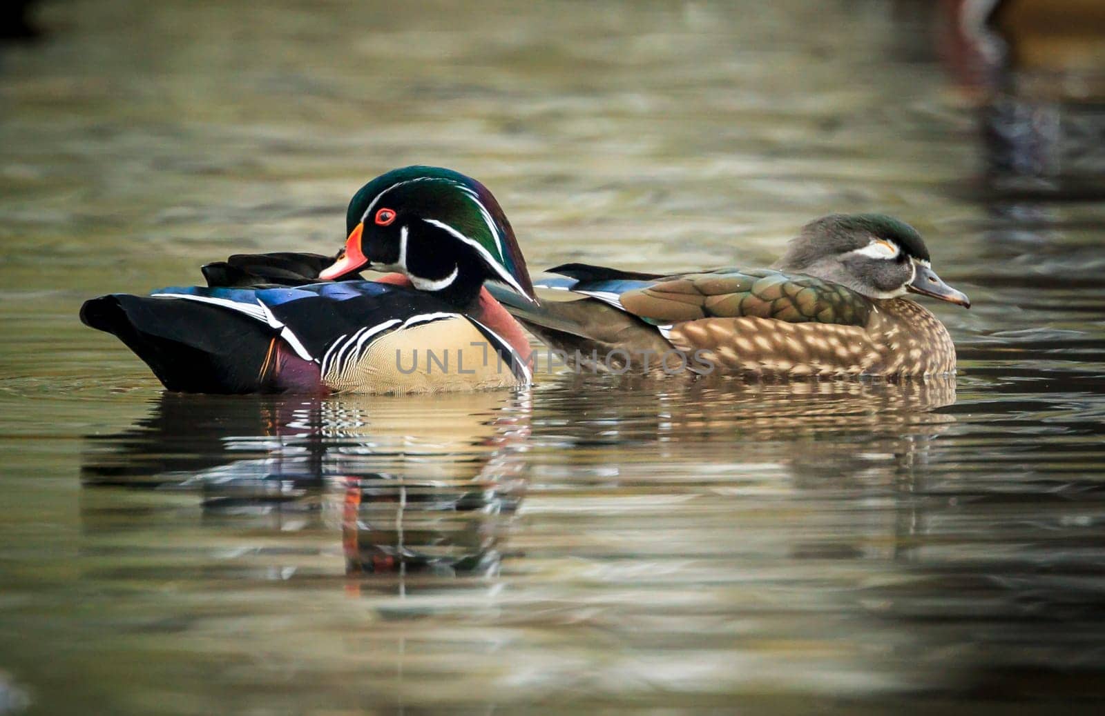 A wood duck couple swims together in the small pond at Cannon Hill Park in Spokane, Washington.