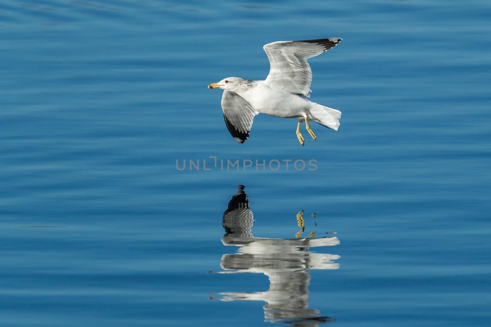 A seagull flies just above the calm blue water of Coeur d'Alene, Lake in Idaho.