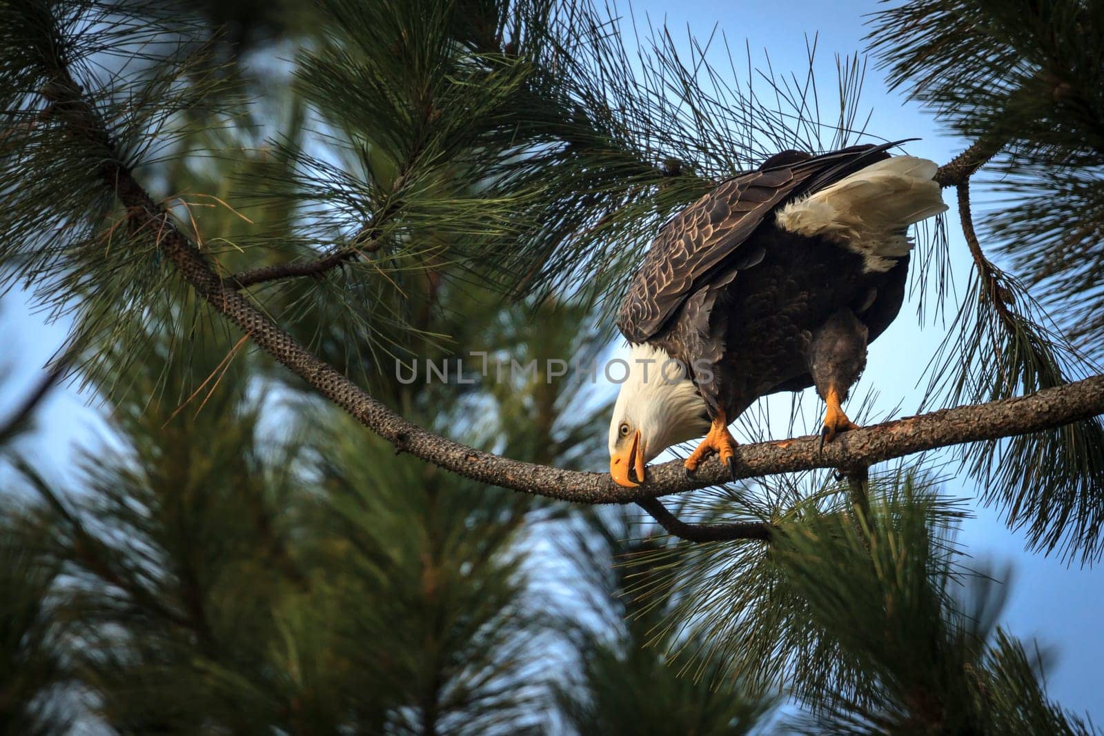 A majestic bald eagle rubs its beak on a tree branch near Coeur d'Alene, Idaho.