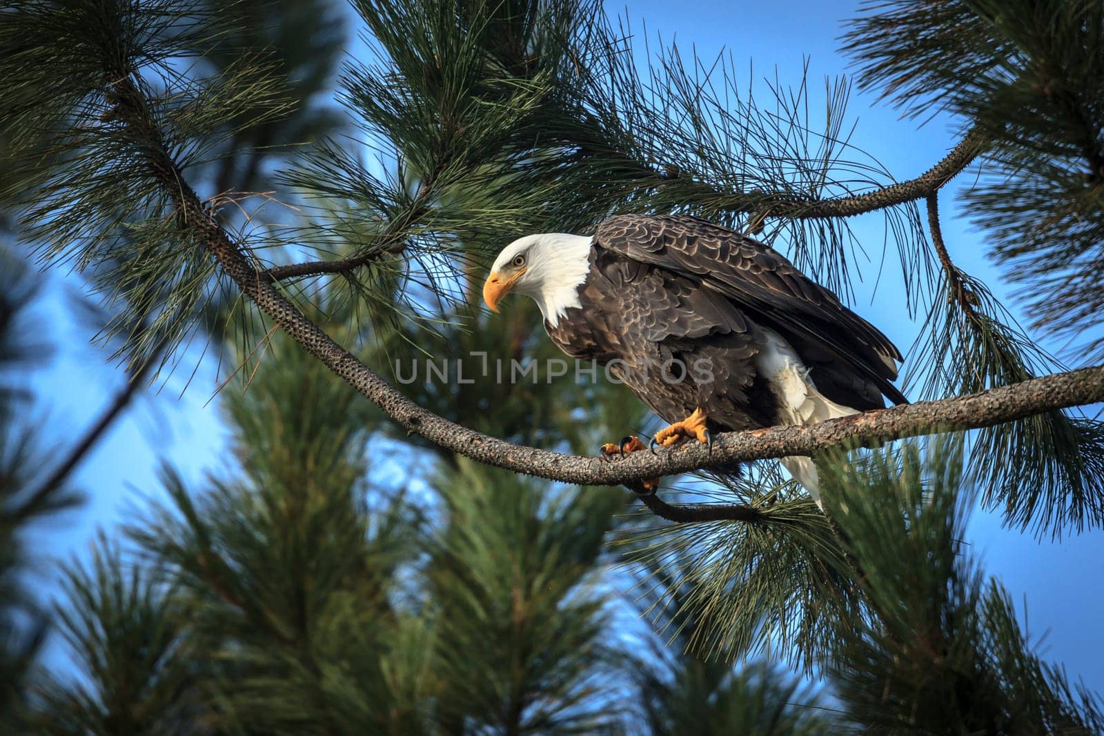 An American bald eagle  is perched on a branch near Coeur d'Alene, Idaho.