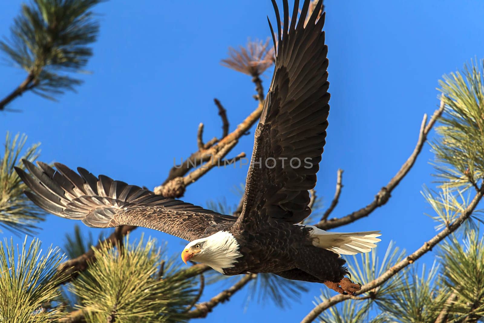 An American bald eagle flies off from a tree ins earch of food near Coeur d'Alene, Idaho.