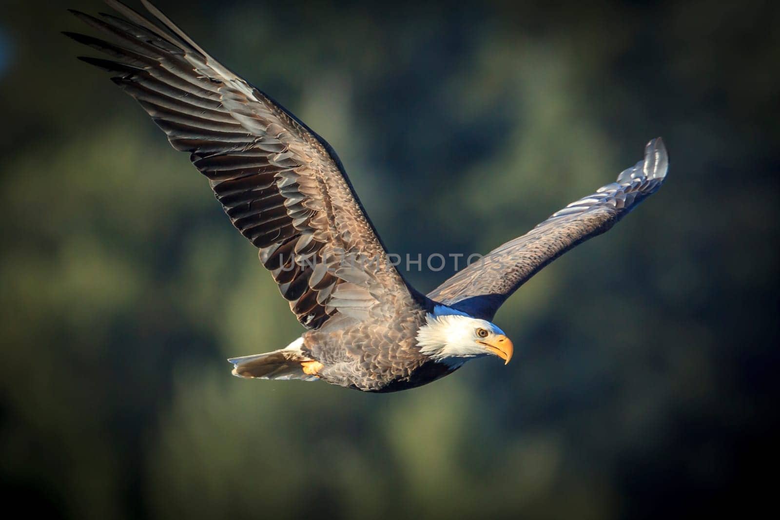 A majestic bald eagle is soaring up in the sky.
