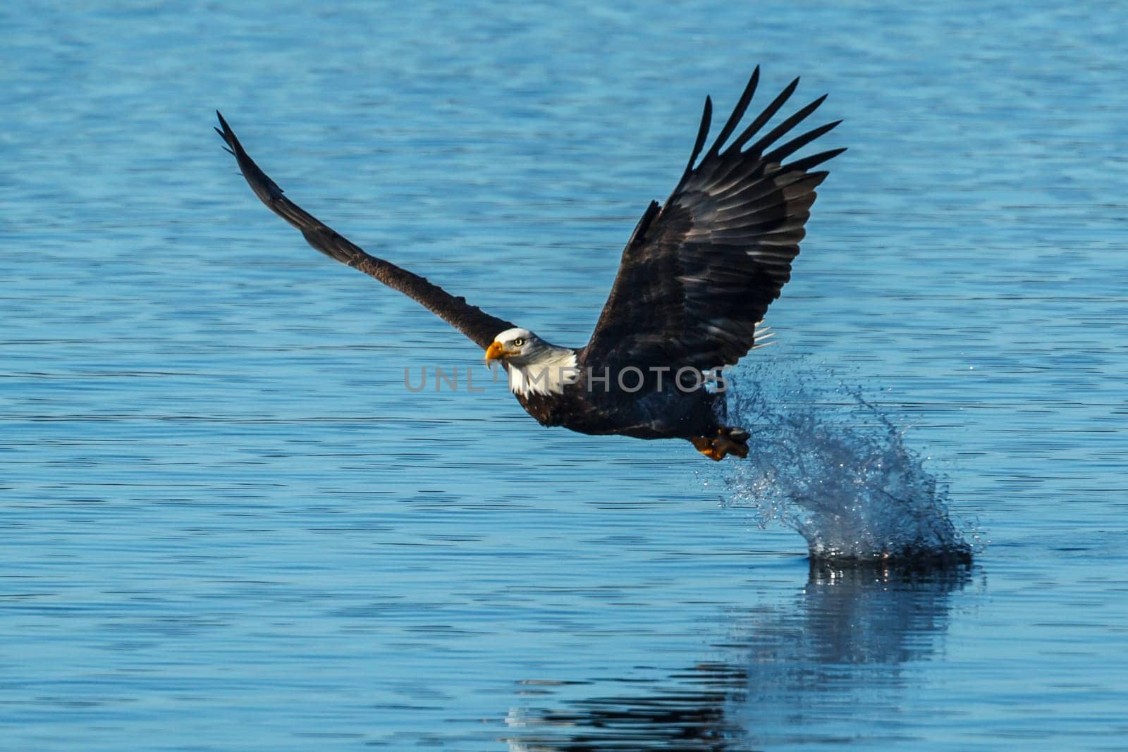 A majestic bald eagle makes a splash after catching a fish in the calm blue water of Coeur d'Alene, Lake in Idaho.