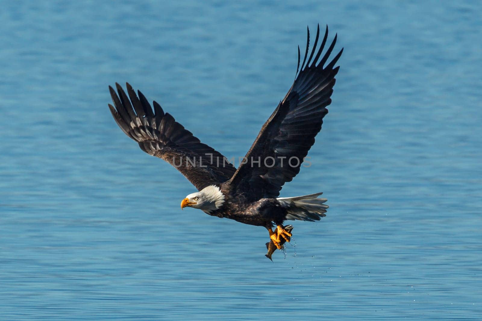 A bald eagle flies off with a fish in its talons above the calm blue water of Coeur d'Alene Lake in Idaho.