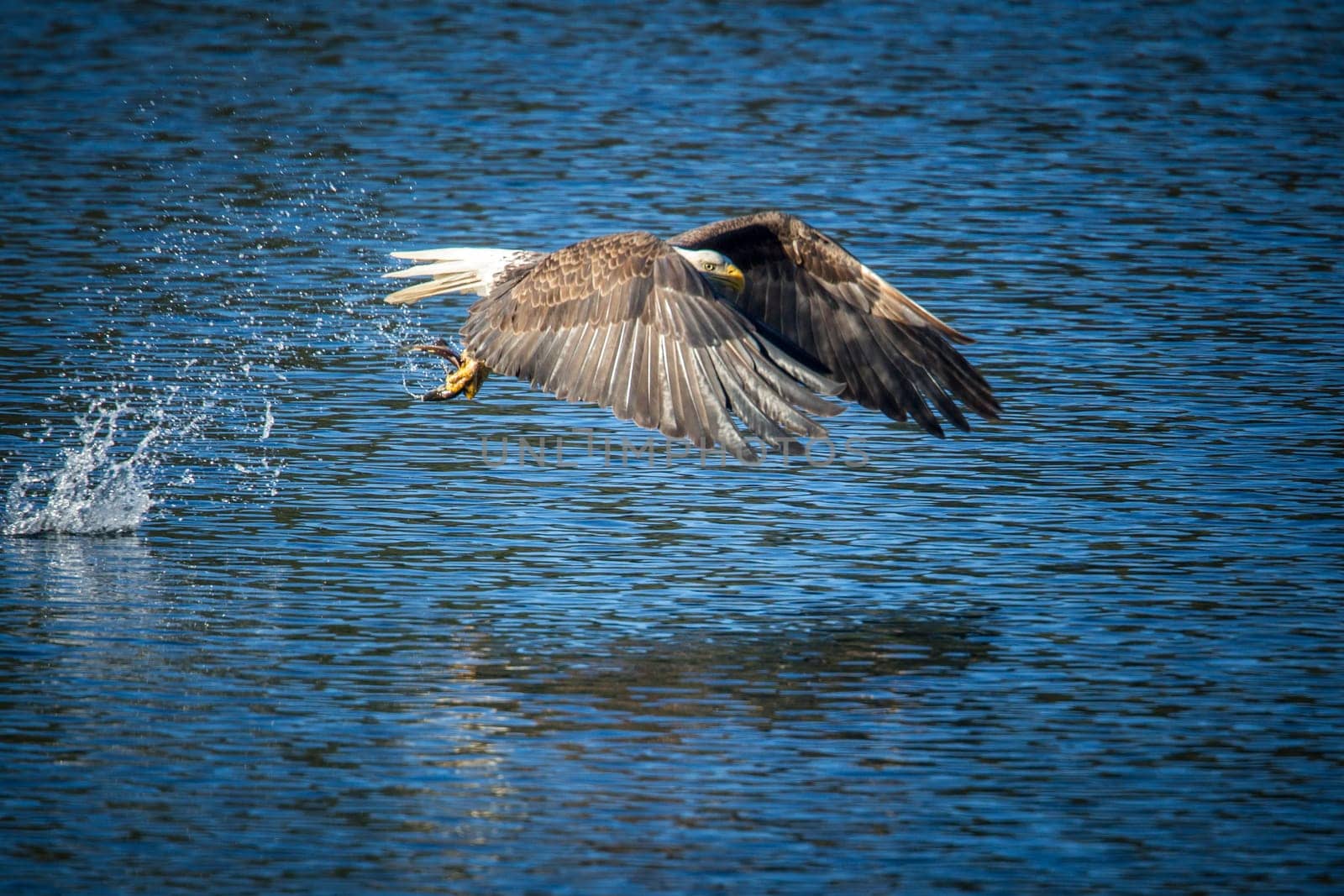 A majestic bald eagle makes a splash after catching a fish in the calm blue water of Coeur d'Alene, Lake in Idaho.