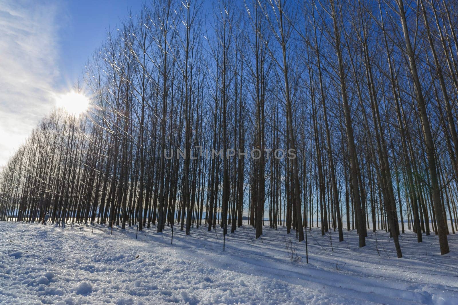 The sun shines through the trees in winter on the Rathdrum Prairie near Coeur d'Alene, Idaho.