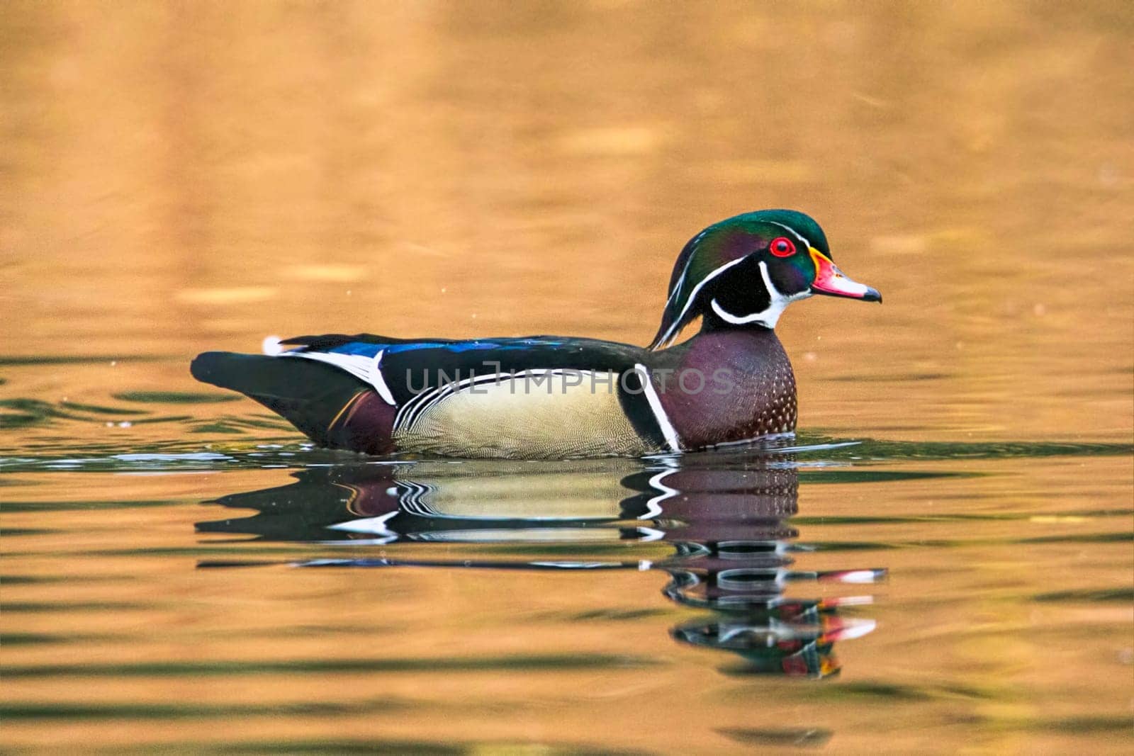 A male wood duck swims in the calm pond at Cannon Hill Park in Spokane, Washington.