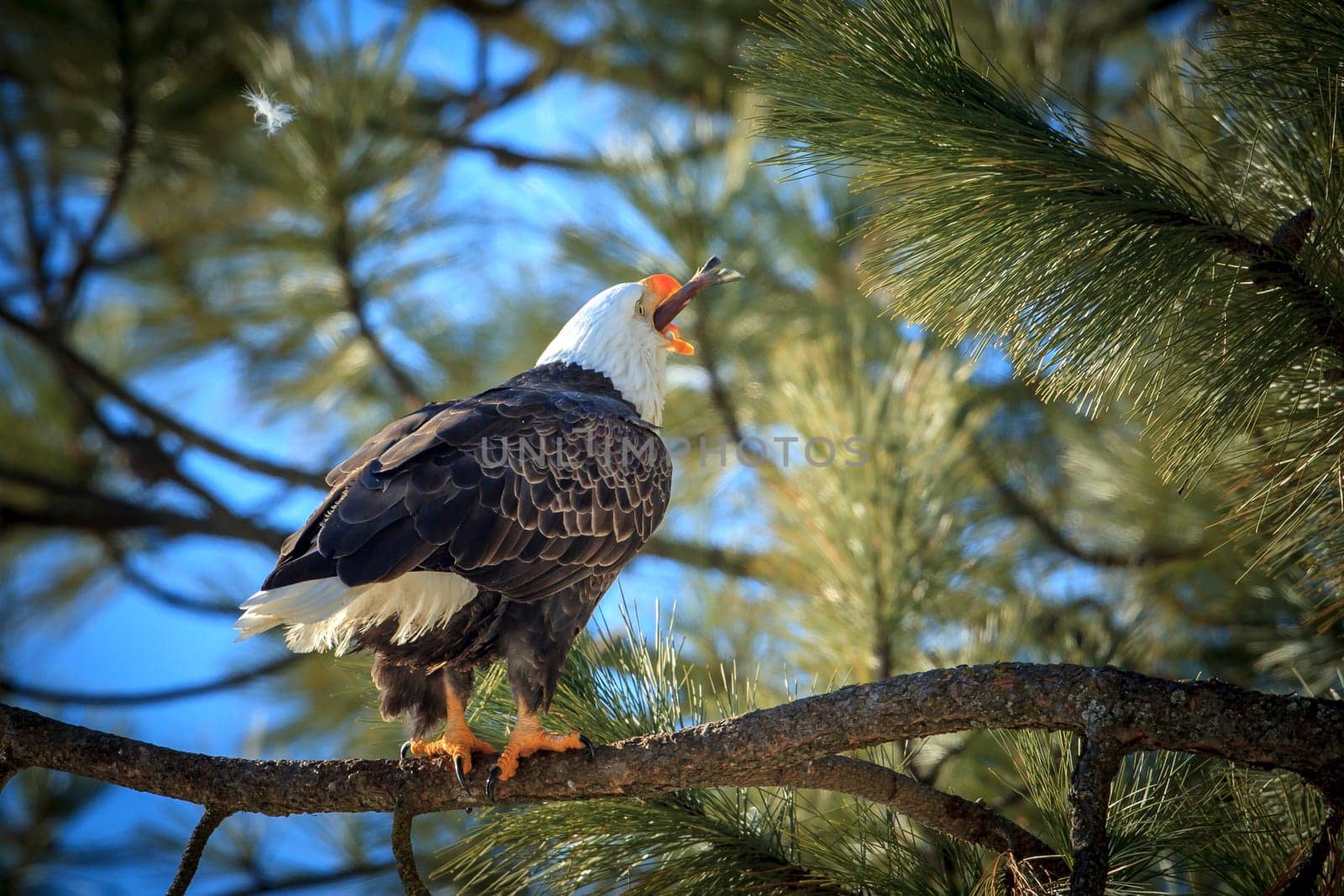 A bald eagle swallows a fish while perched on a branch near Coeur d'Alene, Idaho.