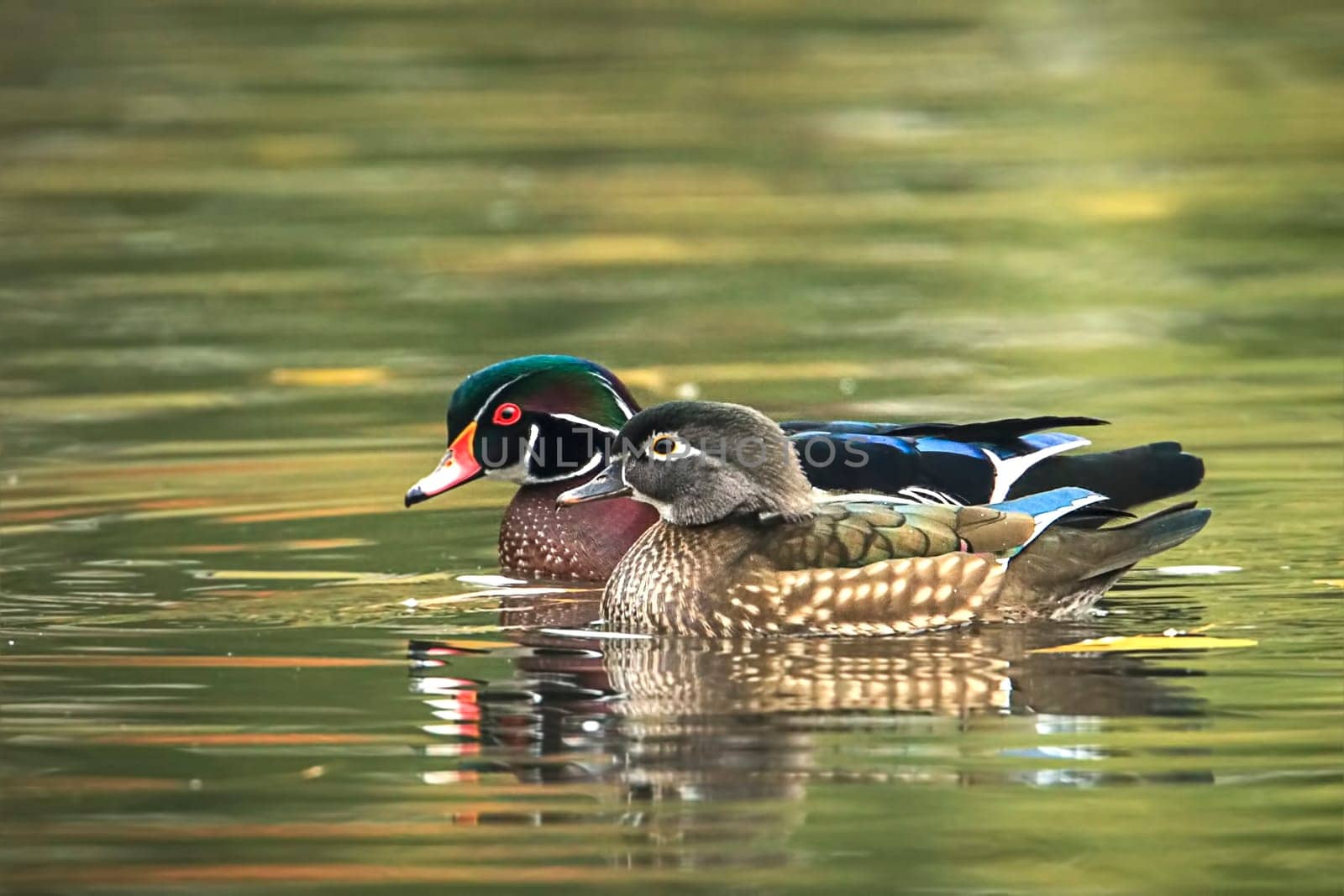 A wood duck couple swims together in the small pond at Cannon Hill Park in Spokane, Washington.