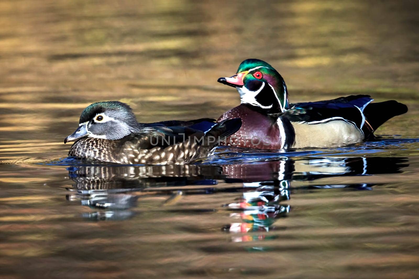 A wood duck couple swims together in the small pond at Cannon Hill Park in Spokane, Washington.