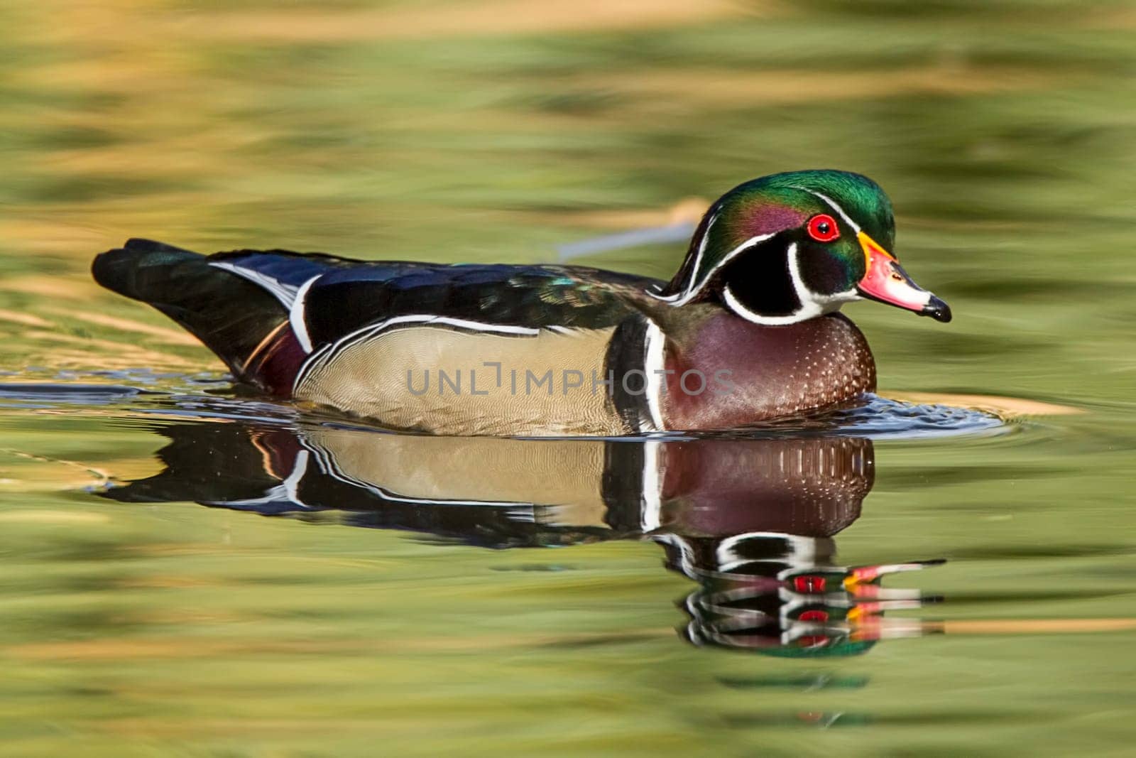 A male wood duck swims in the calm pond at Cannon Hill Park in Spokane, Washington.
