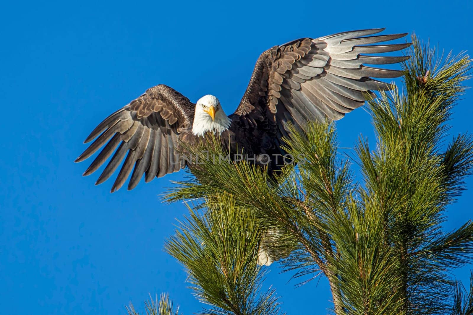 A bald eagle at the top of a tree spreads its wings near Coeur d'Alene, Idaho.