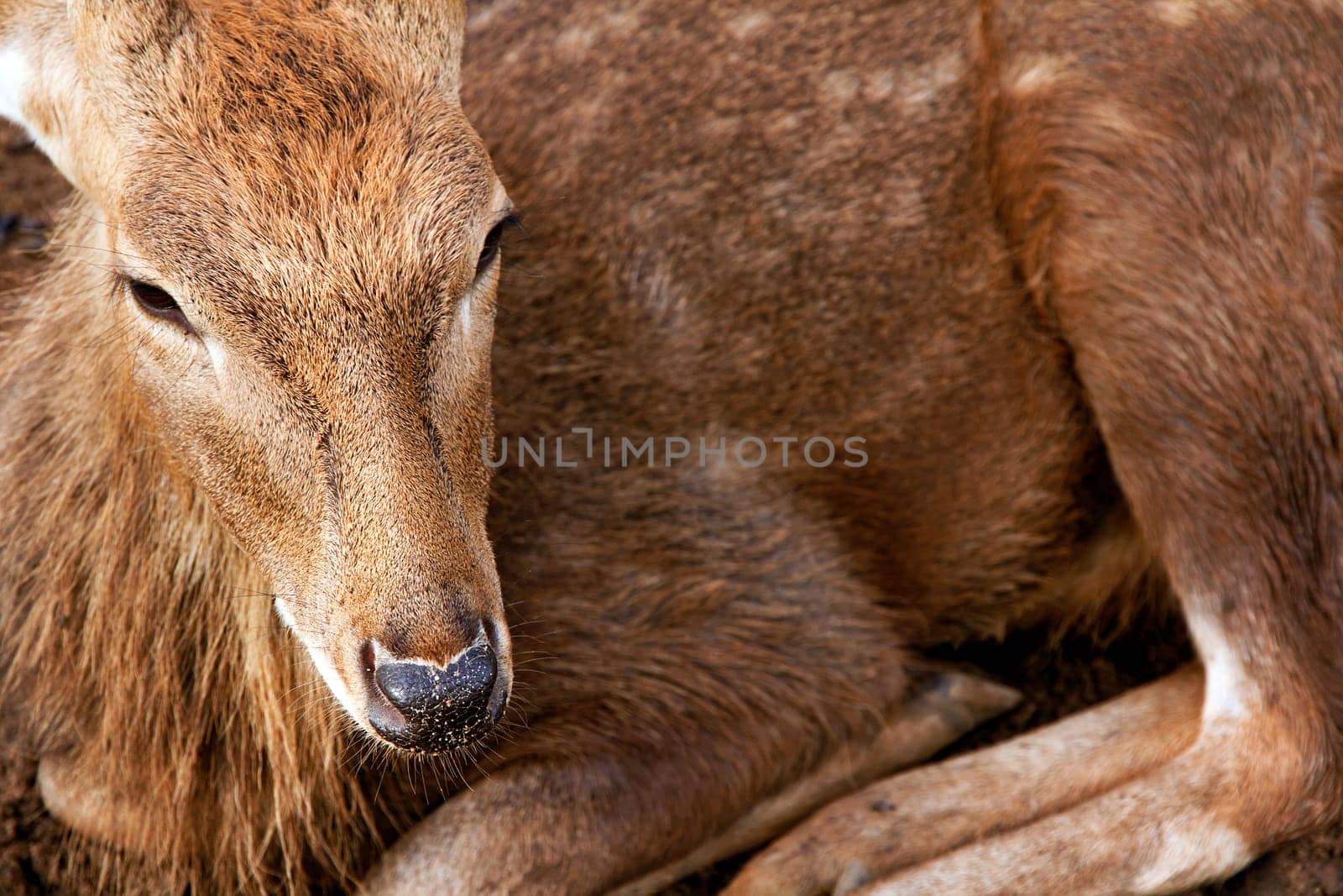 Portrait of a young deer lying in the sand, Thailand.