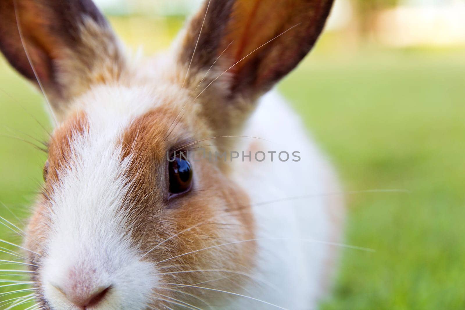 Close-up of cute bunny rabbit on the grass