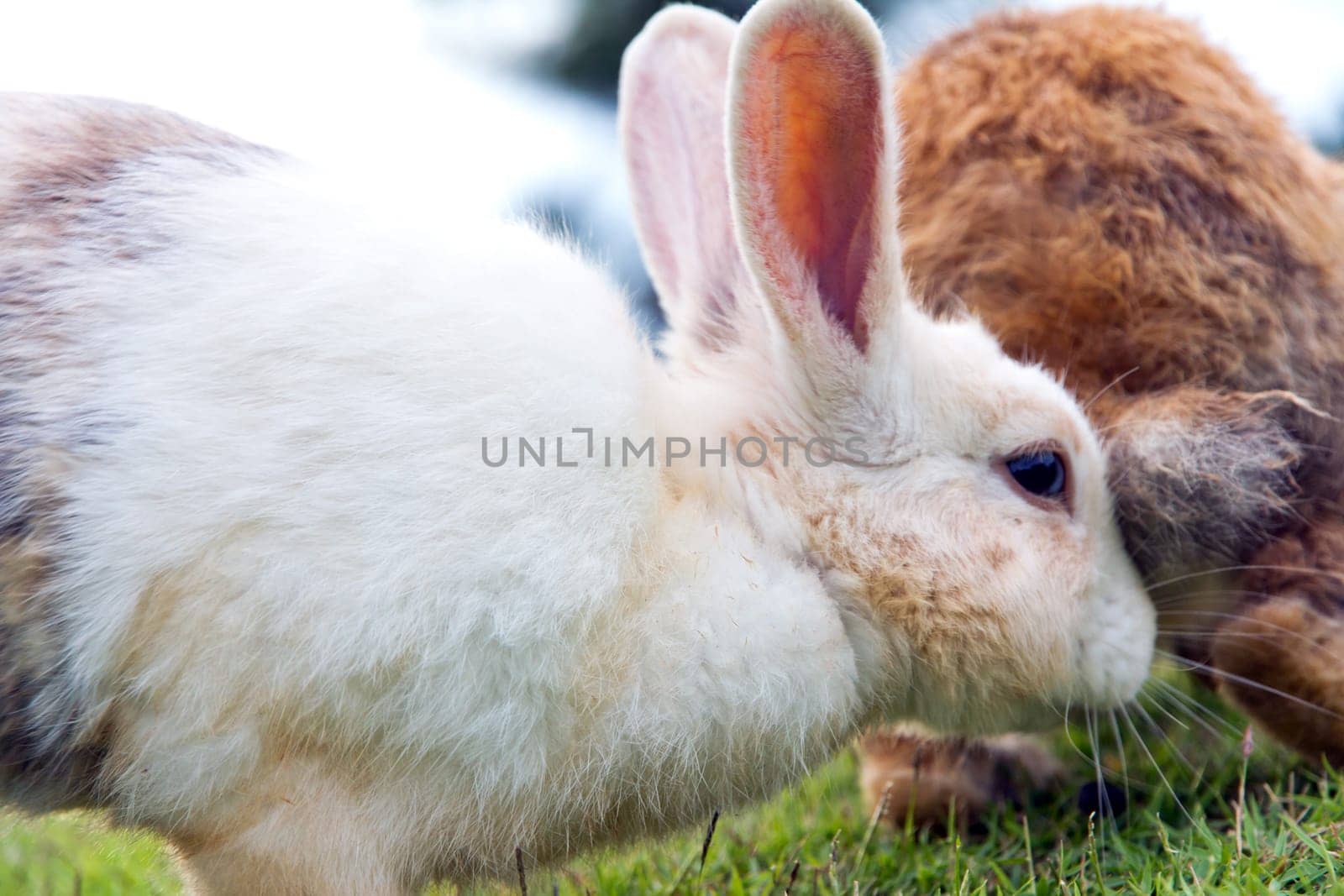 Close-up of cute bunny rabbit on the grass