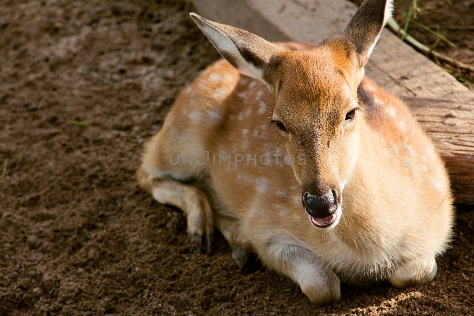 Portrait of a young deer lying in the sand, Thailand.