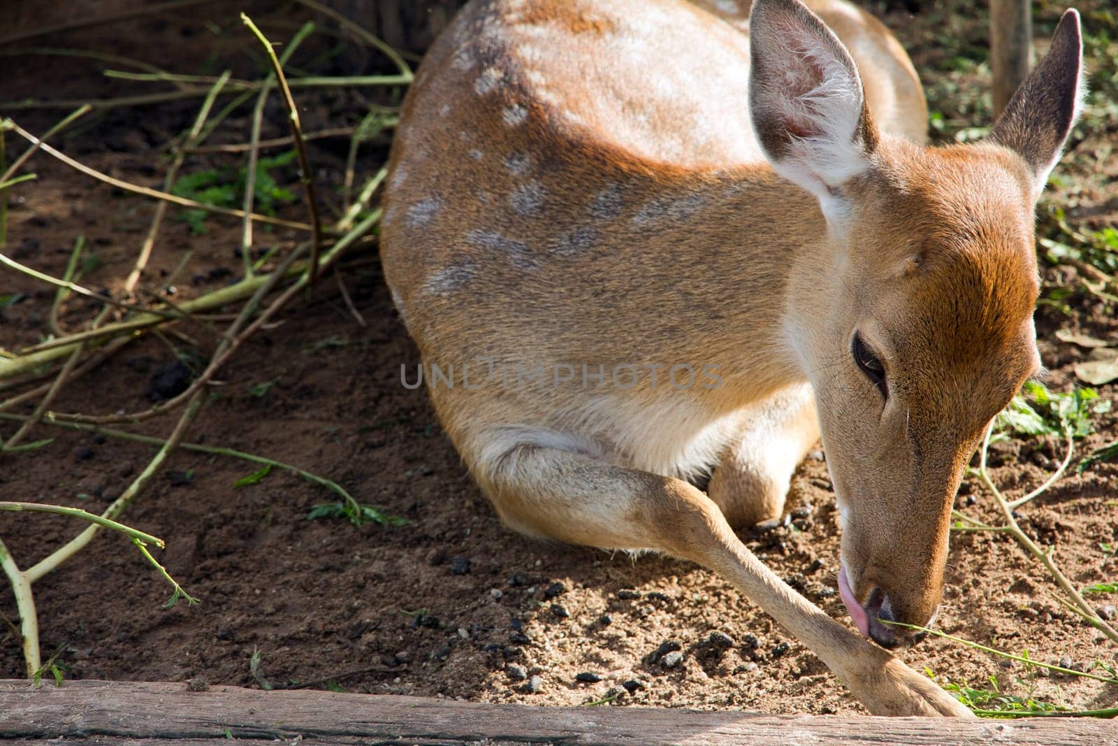 Portrait of a young deer lying in the sand, Thailand.