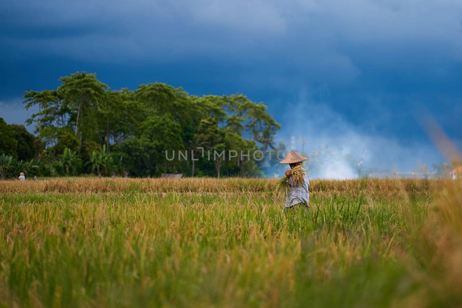 Harvest season in a rice field. An Asian farmer carries a bag of mowed rice on his head