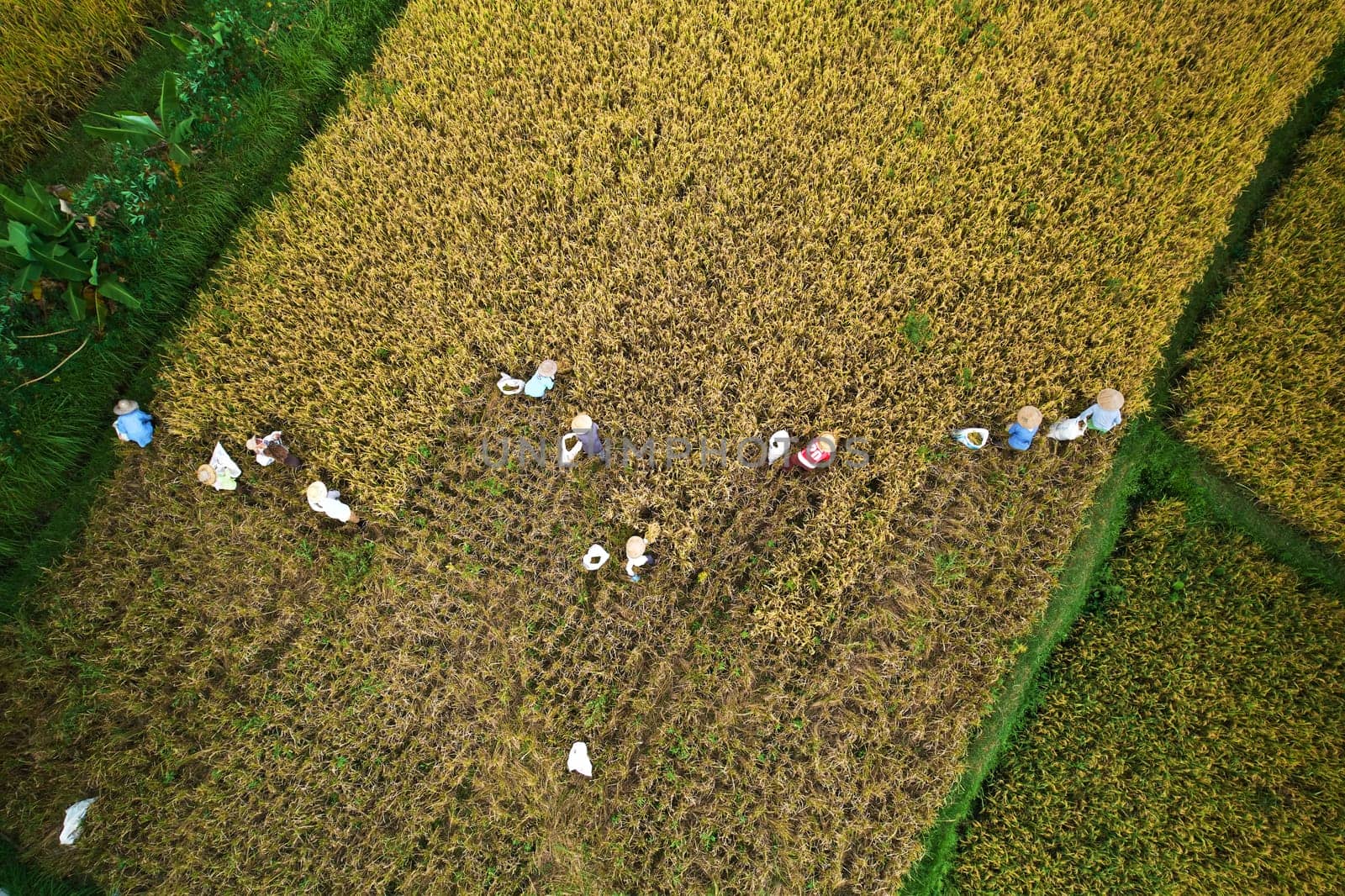Photo from the drone flying over a rice field at harvest time. A group of people are mowing rice with sickles and putting it into bags