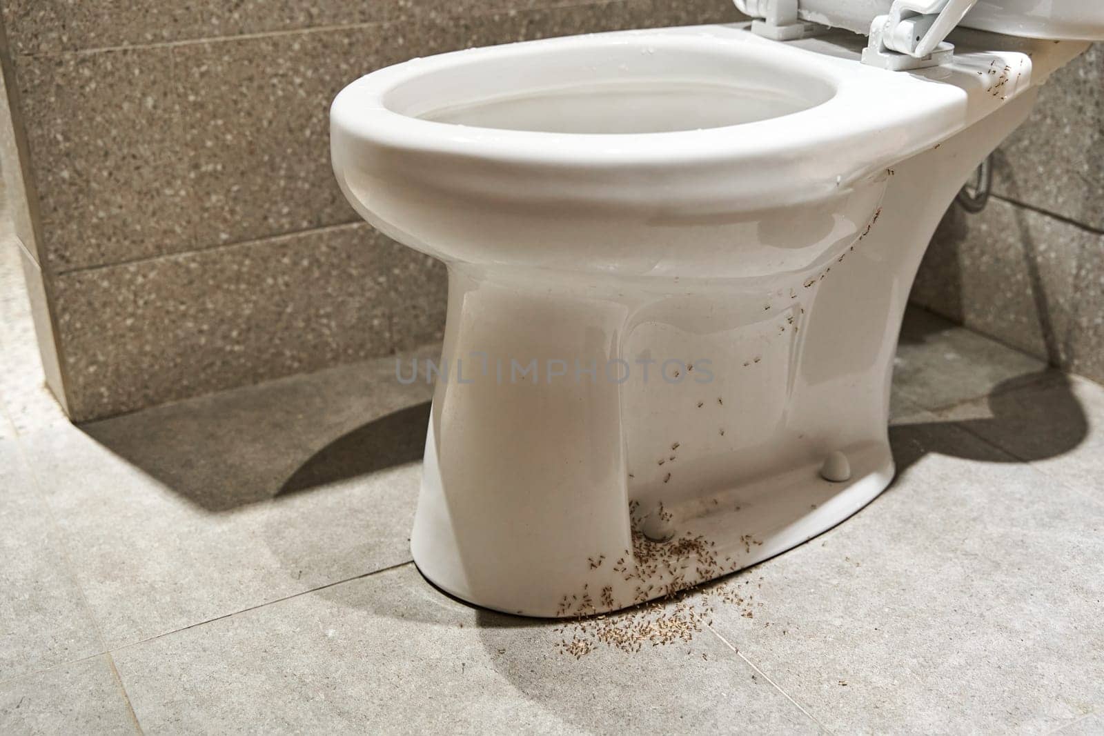 A colony of ants hides their eggs under the toilet in the bathroom. The problem with insects in the house