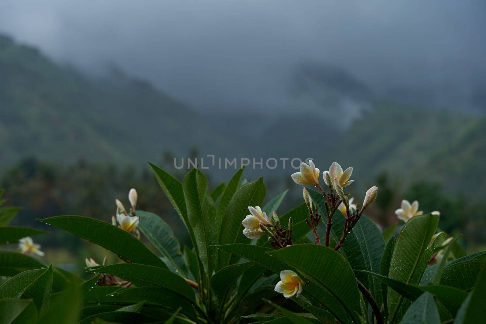 Tropical rainstorm. Drops fall on the Asian flowering frangipani tree against the background of cascading mountains