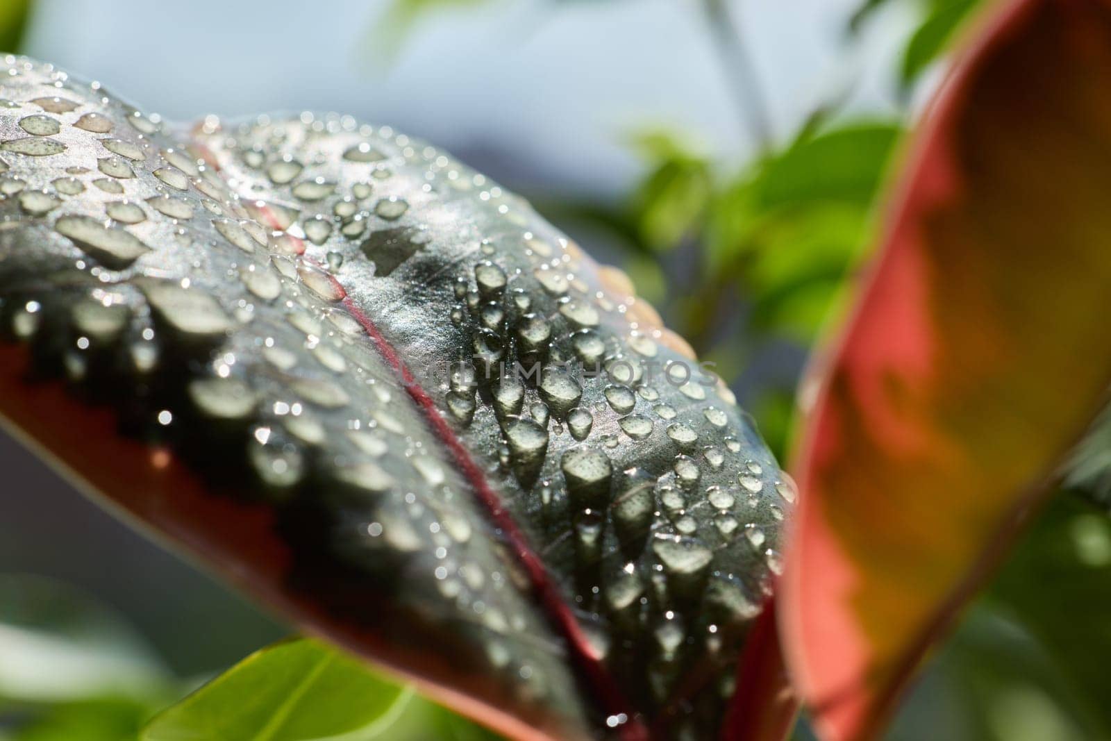 A closeup image of sparkling water droplets on vibrant leaves in a lush environment full of color and freshness