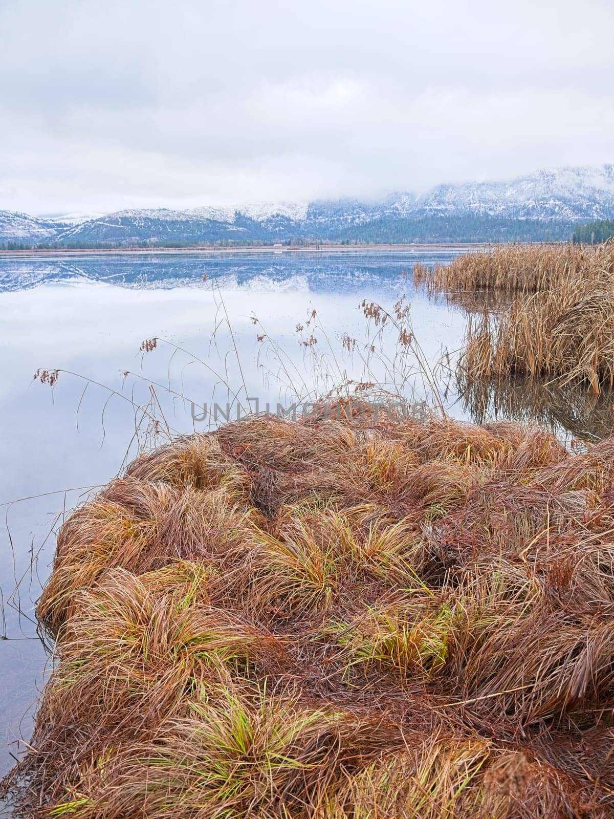 Clusters of yellow grass lay next to the calm pond water under a dramatic cloudy sky in north Idaho.