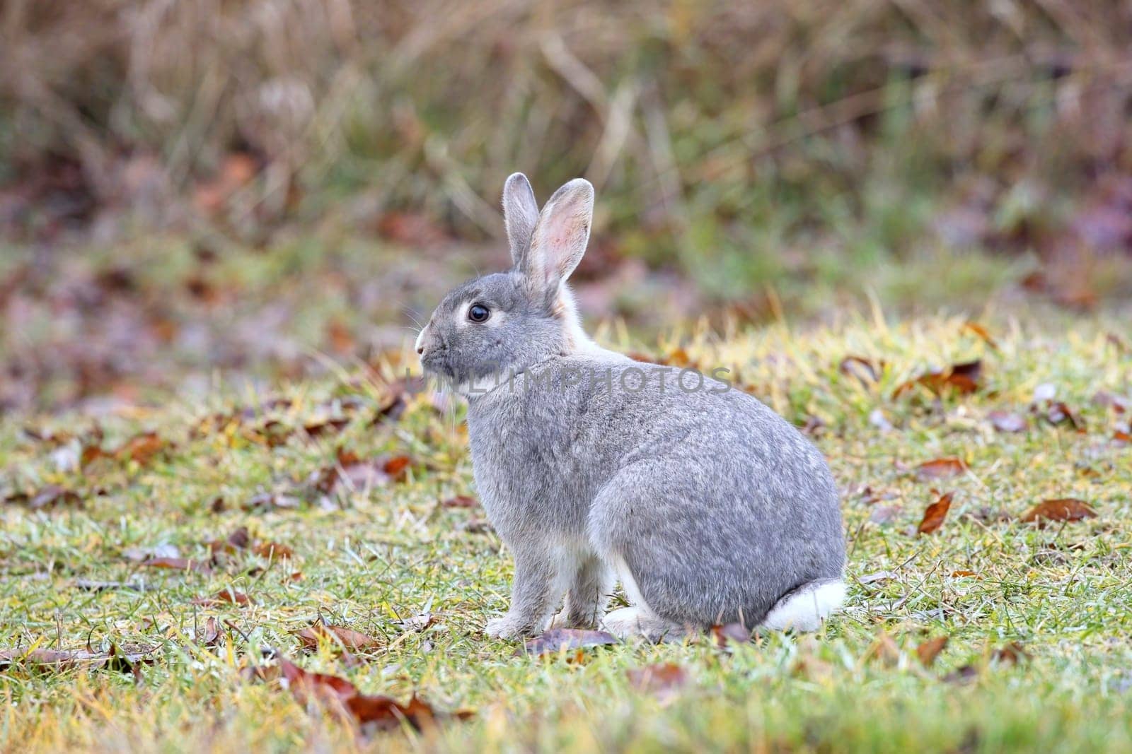 A small cute gray rabbit sits at the edge of the grass in north Idaho.