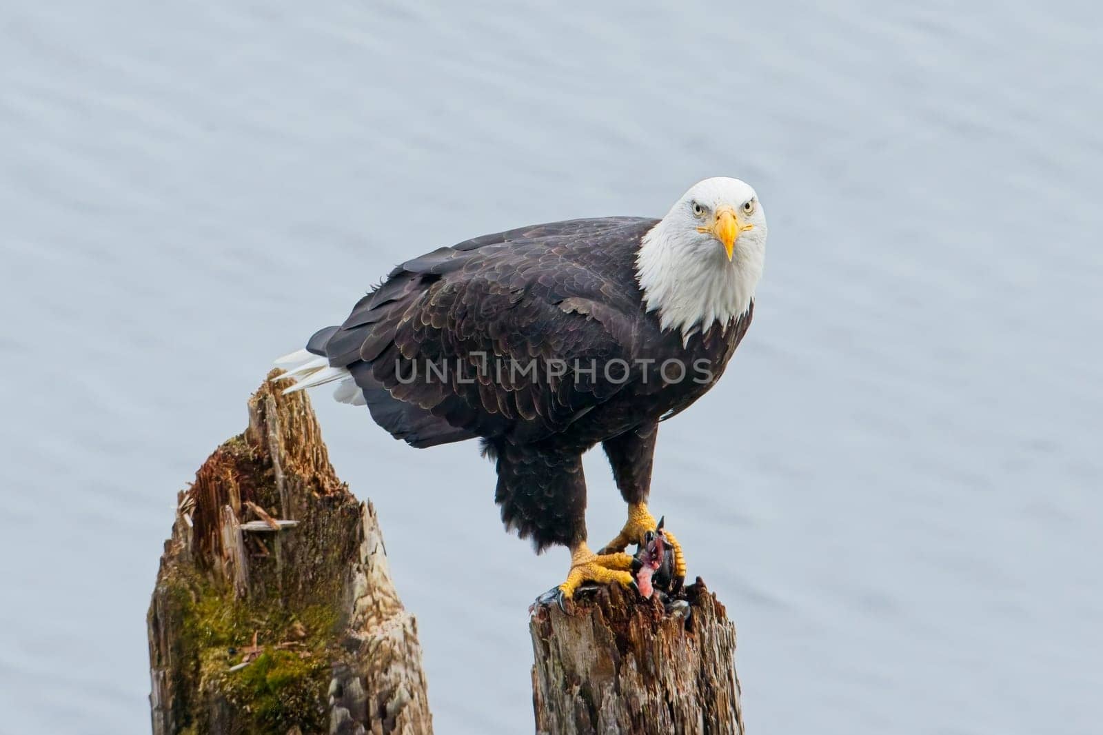 An american bald eagle is perched on a wood post with a fish in its talons by a lake in north Idaho.