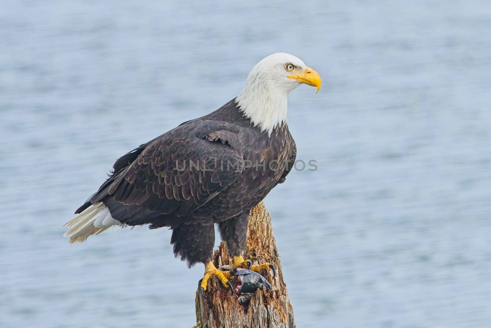 An american bald eagle is perched on a wood post with a fish in its talons by a lake in north Idaho.