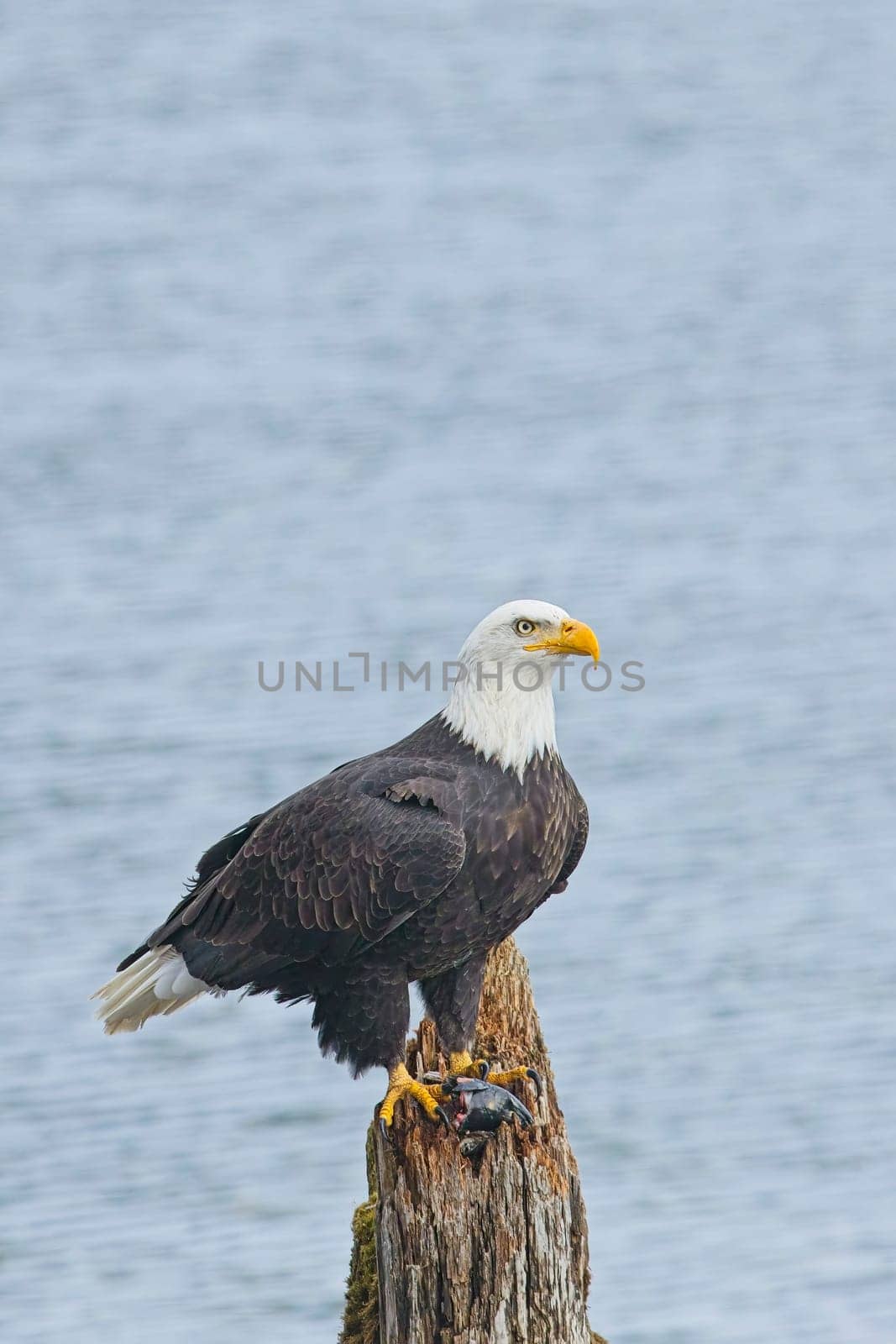 An american bald eagle is perched on a wood post with a fish in its talons by a lake in north Idaho.