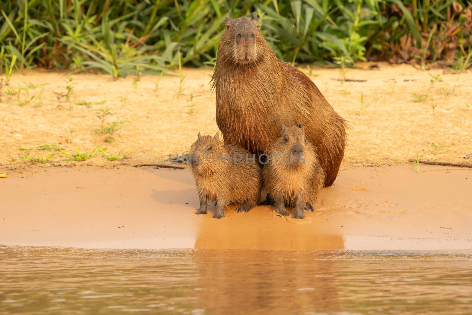 Capybara babies and mother sitting together on beach by river in Pantanal Brazil.