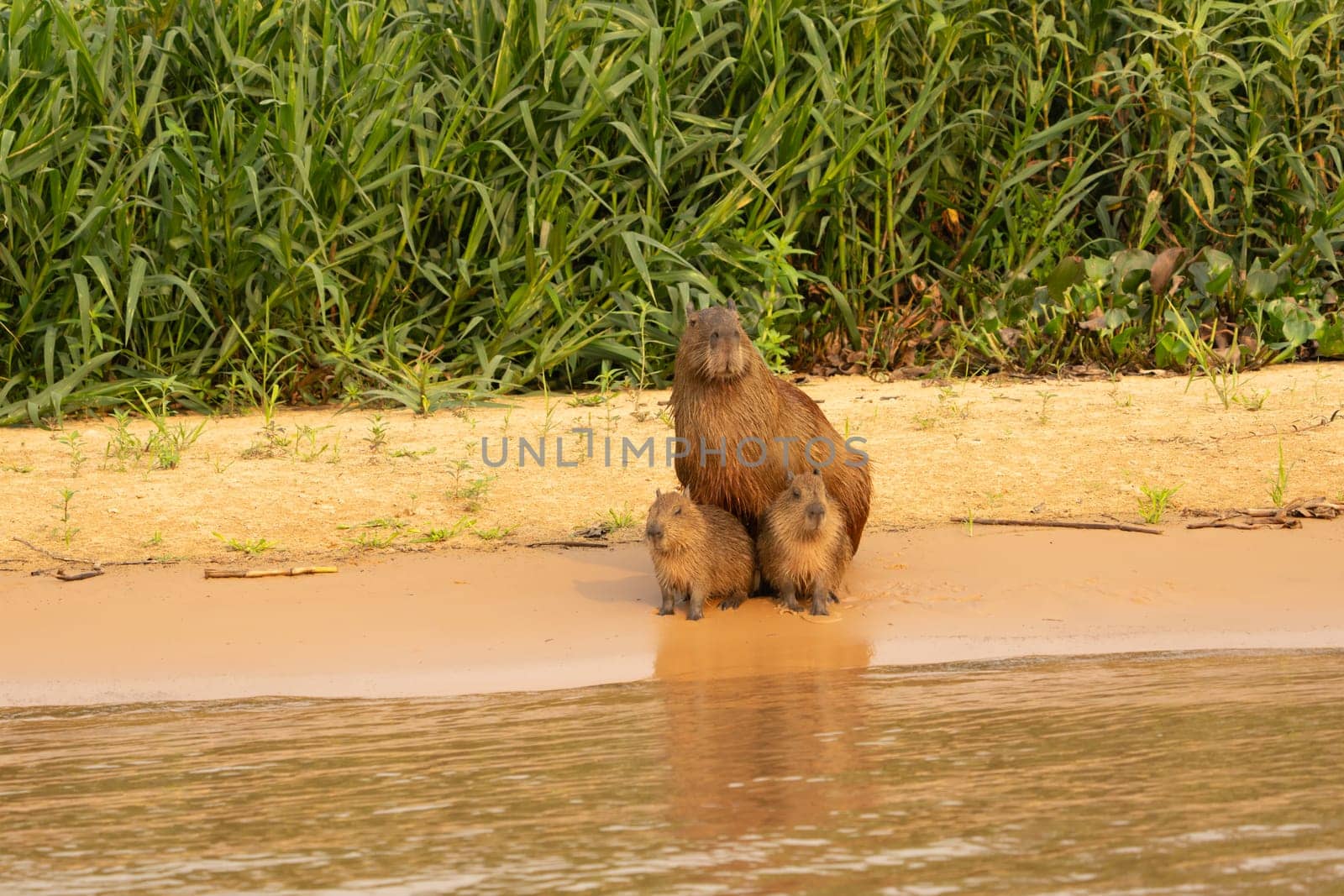 Capybara babies and mother sitting together on beach by river in Pantanal Brazil.