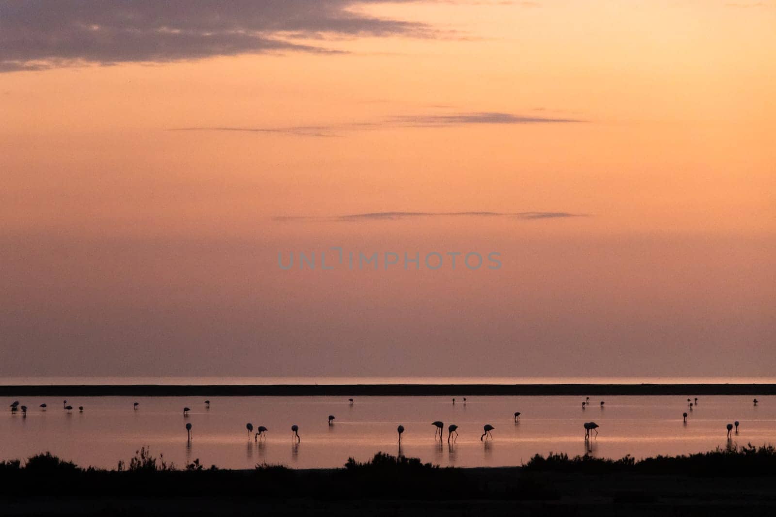 Silhouettes and reflections of flamingos as the sun sets, leavings wonderful pink and orange colours in the sky. Camargue, france