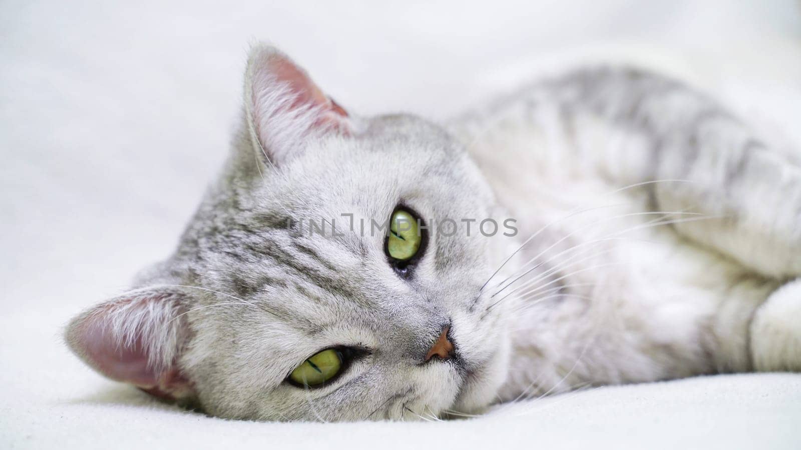 Scottish straight cat lies on his back. Cat upside down. Close up white cat face