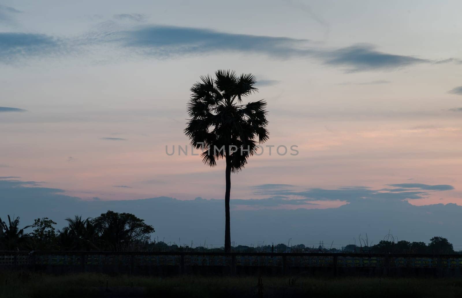 Silhouette of outstanding sugar palm tree in the middle of a rice field against sky during colorful sunset. Beautiful scenic view of nature landscape in rural, use it as your Wallpaper, Poster and Space for text. Selective focus.