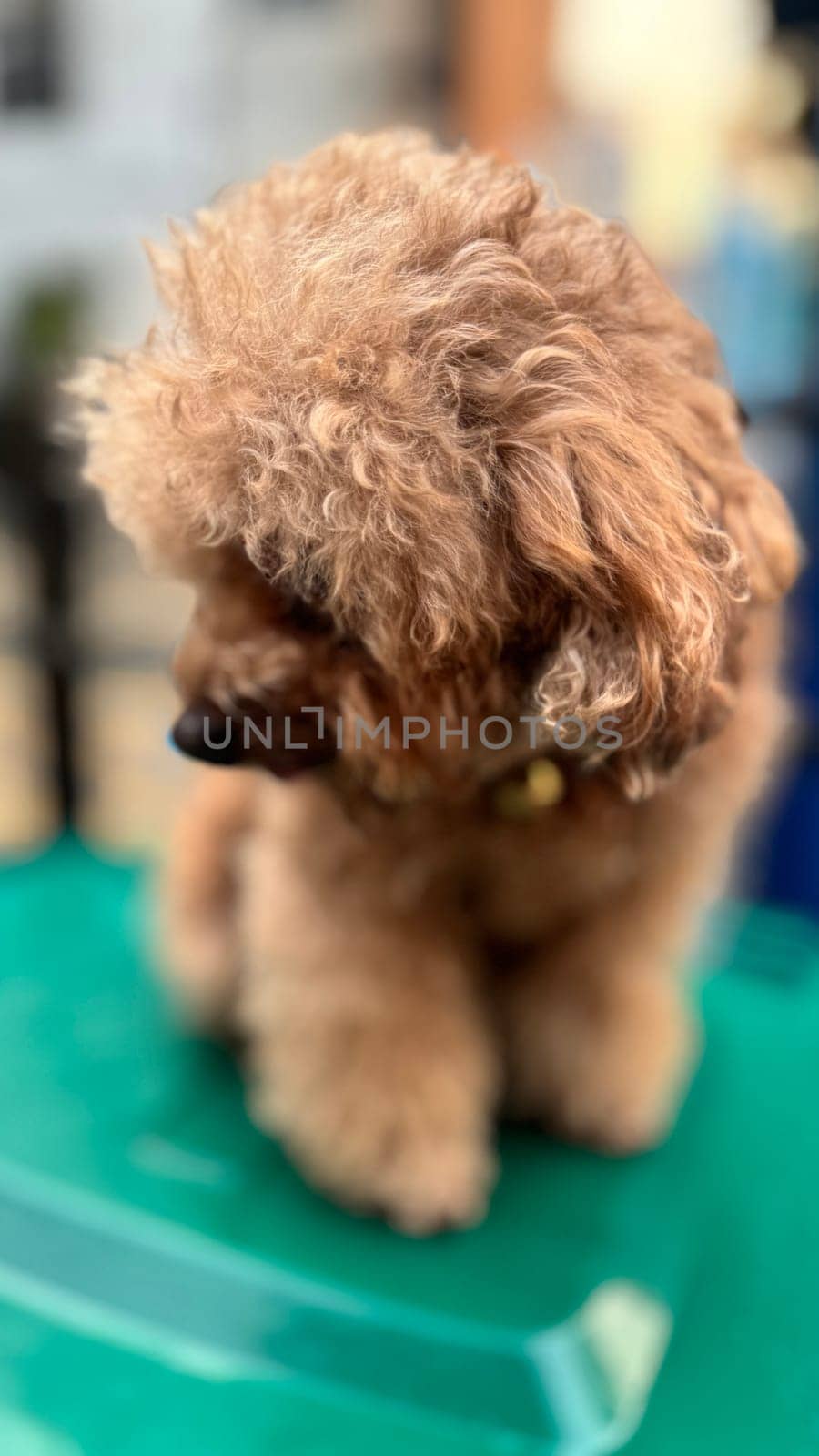 cute and fluffy healthy brown poodle dog pictured outdoors with a loving and joyful expression, exuding happiness