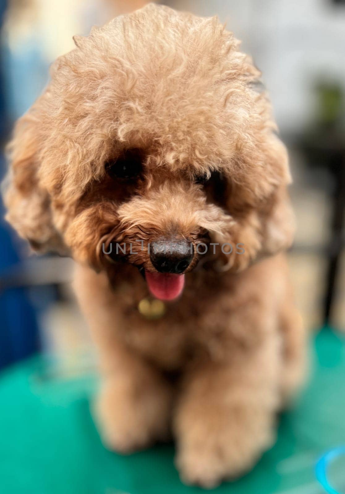 cute and fluffy healthy brown poodle dog pictured outdoors with a loving and joyful expression, exuding happiness