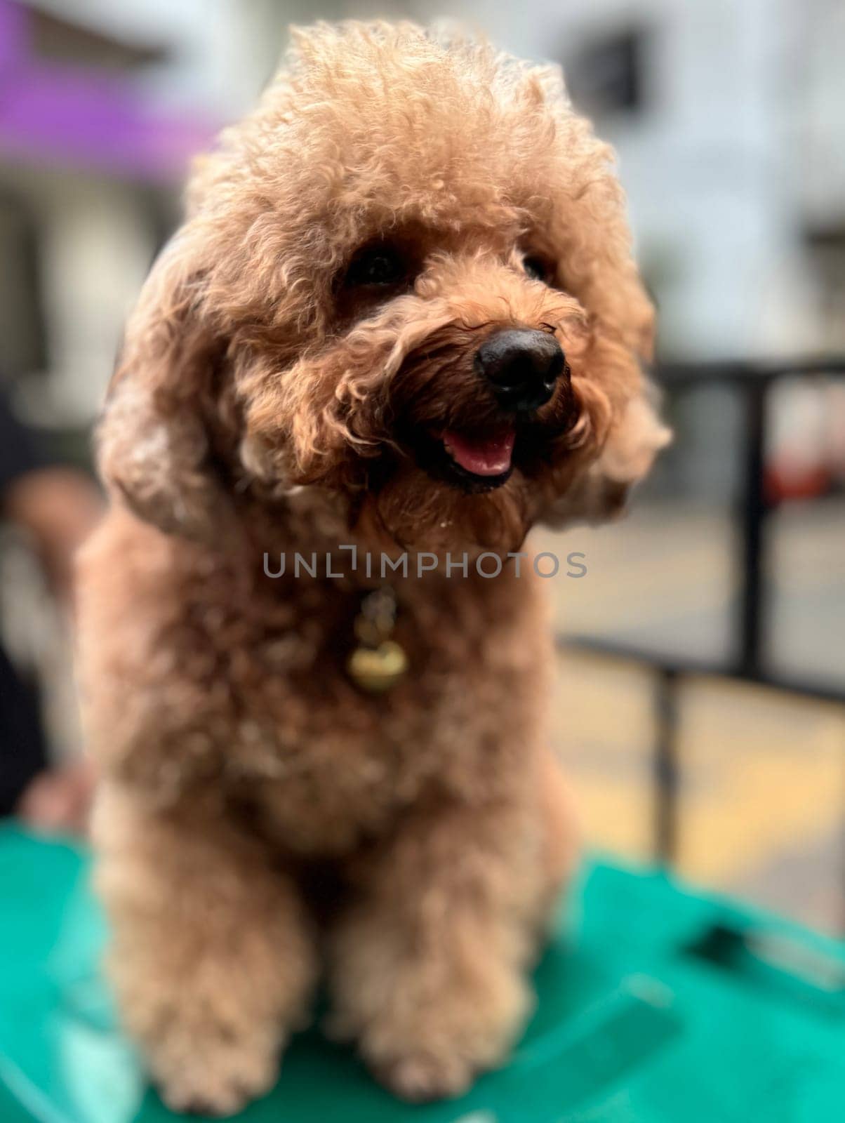 cute and fluffy healthy brown poodle dog pictured outdoors with a loving and joyful expression, exuding happiness