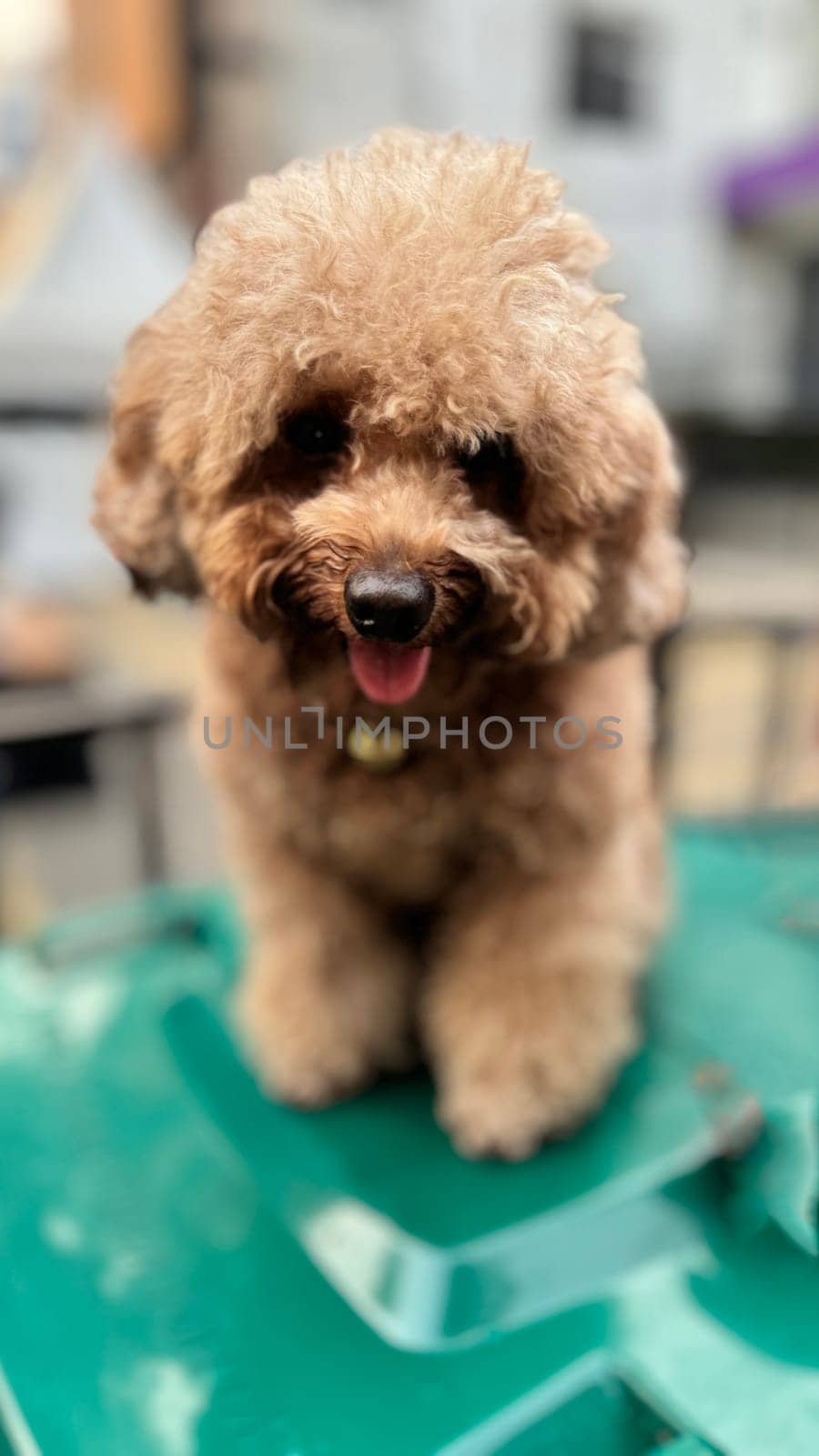 cute and fluffy healthy brown poodle dog pictured outdoors with a loving and joyful expression, exuding happiness