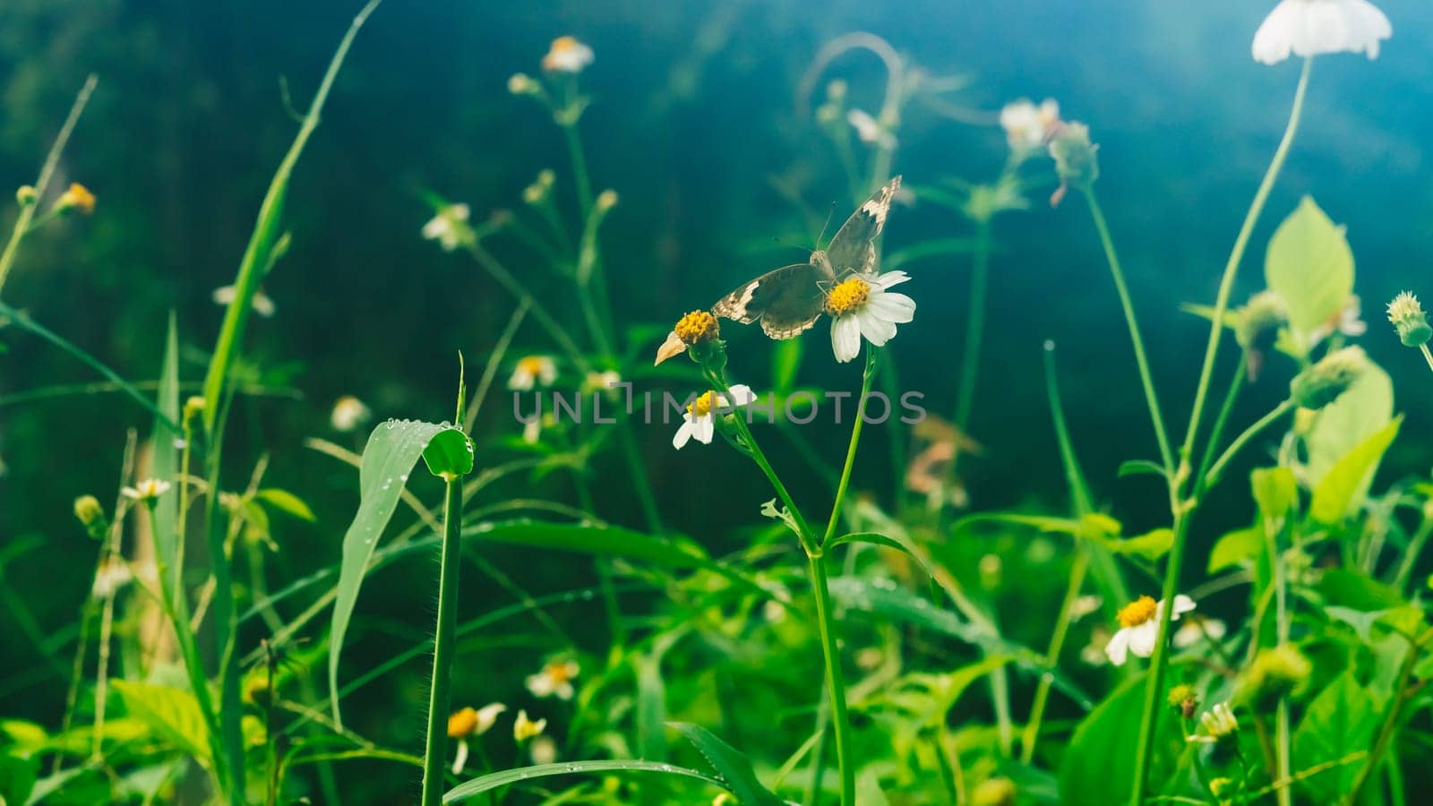Summer mood background. Energy of Magic wild flora and fauna. Flowers, grass, butterflies.