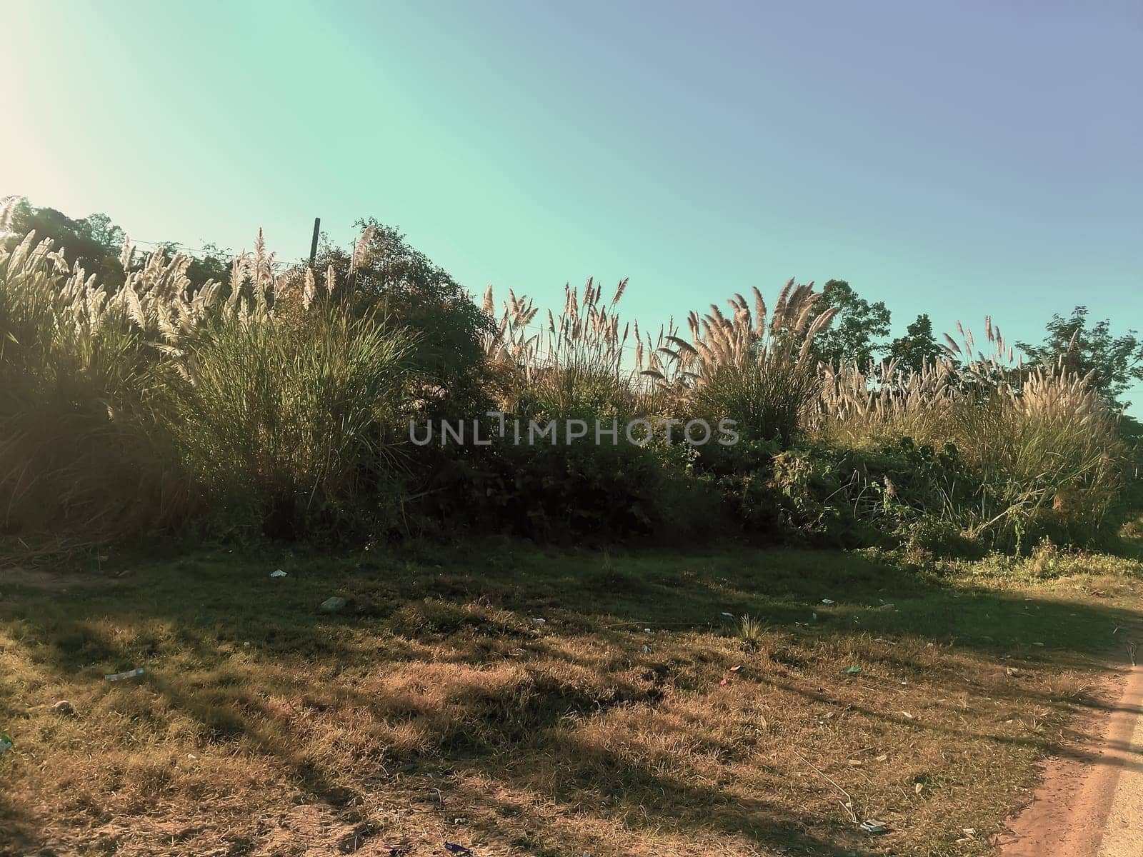 Towering, feathery pampas grass waves under a clear blue sky, casting long shadows on the sun-kissed, grassy terrain. A dirt path curves gently through the serene, open landscape, evoking a sense of calm and natural beauty.