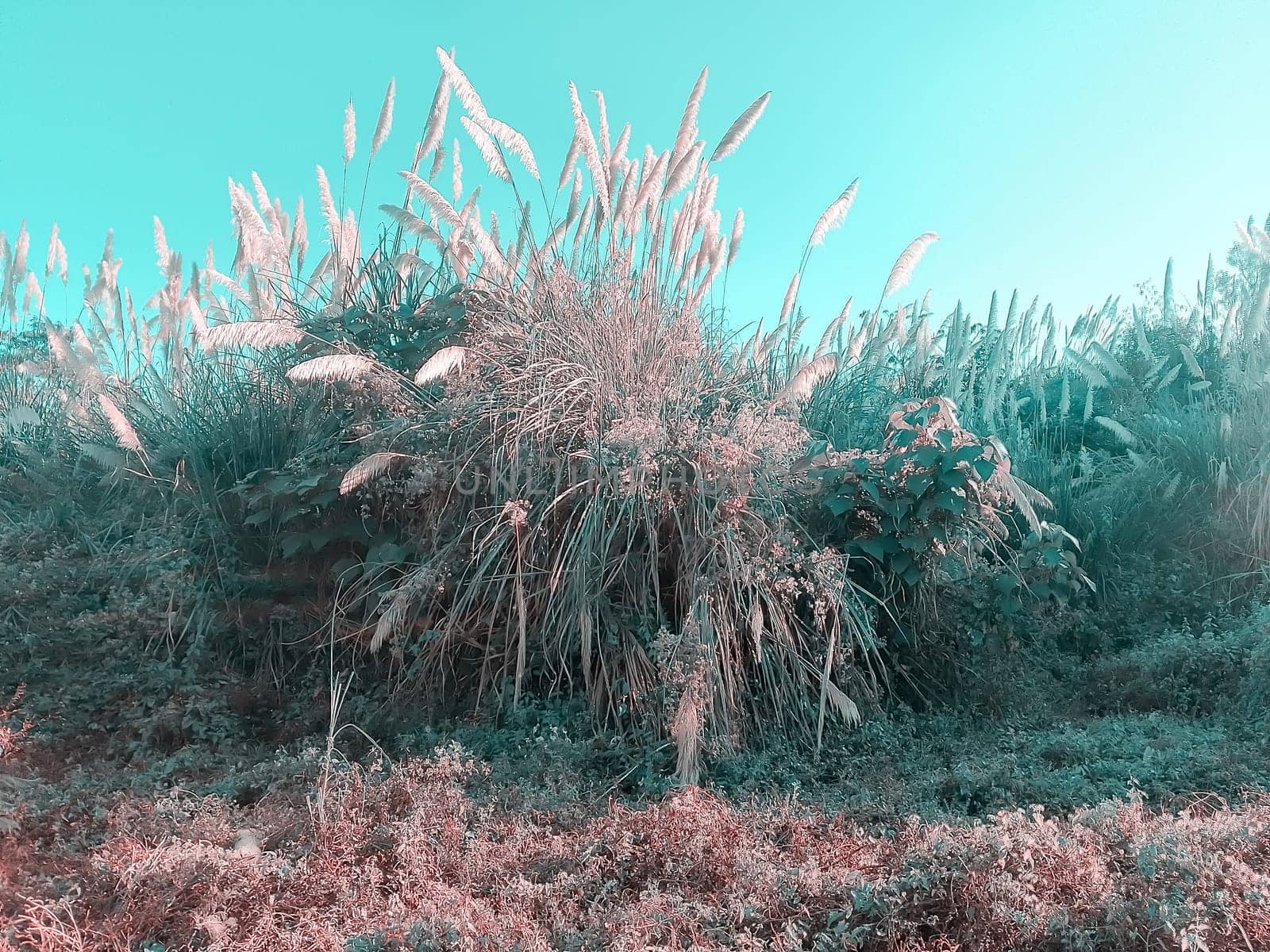 A whimsical, otherworldly palm tree stands tall amidst a lush, alien-like landscape. The vivid teal sky creates a surreal mood, while fluffy, pinkish fronds sway gently, giving the scene an enchanting, dreamlike quality. The dense, varied foliage hints at a thriving, exotic ecosystem.