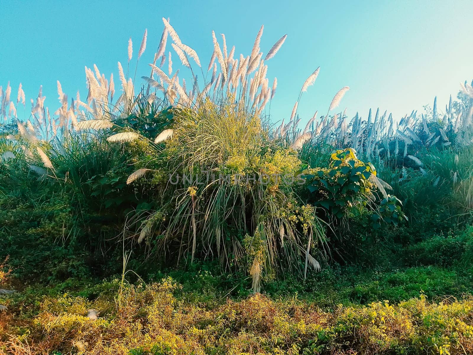 Lush, feathery plumes of pampas grass sway against a vibrant blue sky, creating a serene and natural scene. Amidst the verdant foliage, the delicate, wispy blooms capture the essence of a tranquil, sunlit day. The wild, untamed beauty of the grasses evokes a sense of calm and connection with nature.