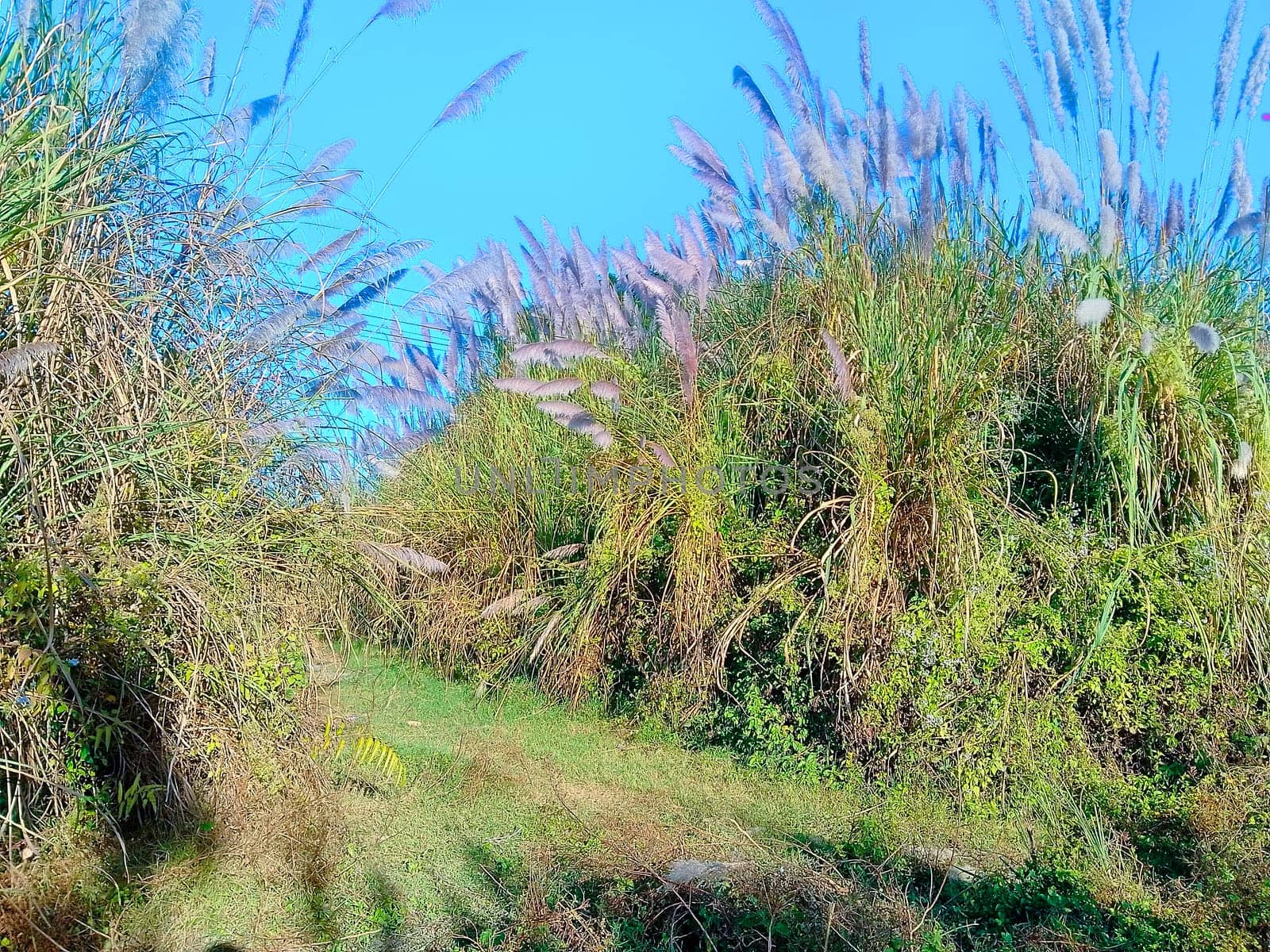 Tall, feathery plumes sway gracefully in the breeze under a vibrant blue sky. This lush, sunlit landscape exudes tranquility, with mixed grasses and shrubs creating a serene, natural haven. The combination of green and purple hues adds a touch of whimsy to the scene.