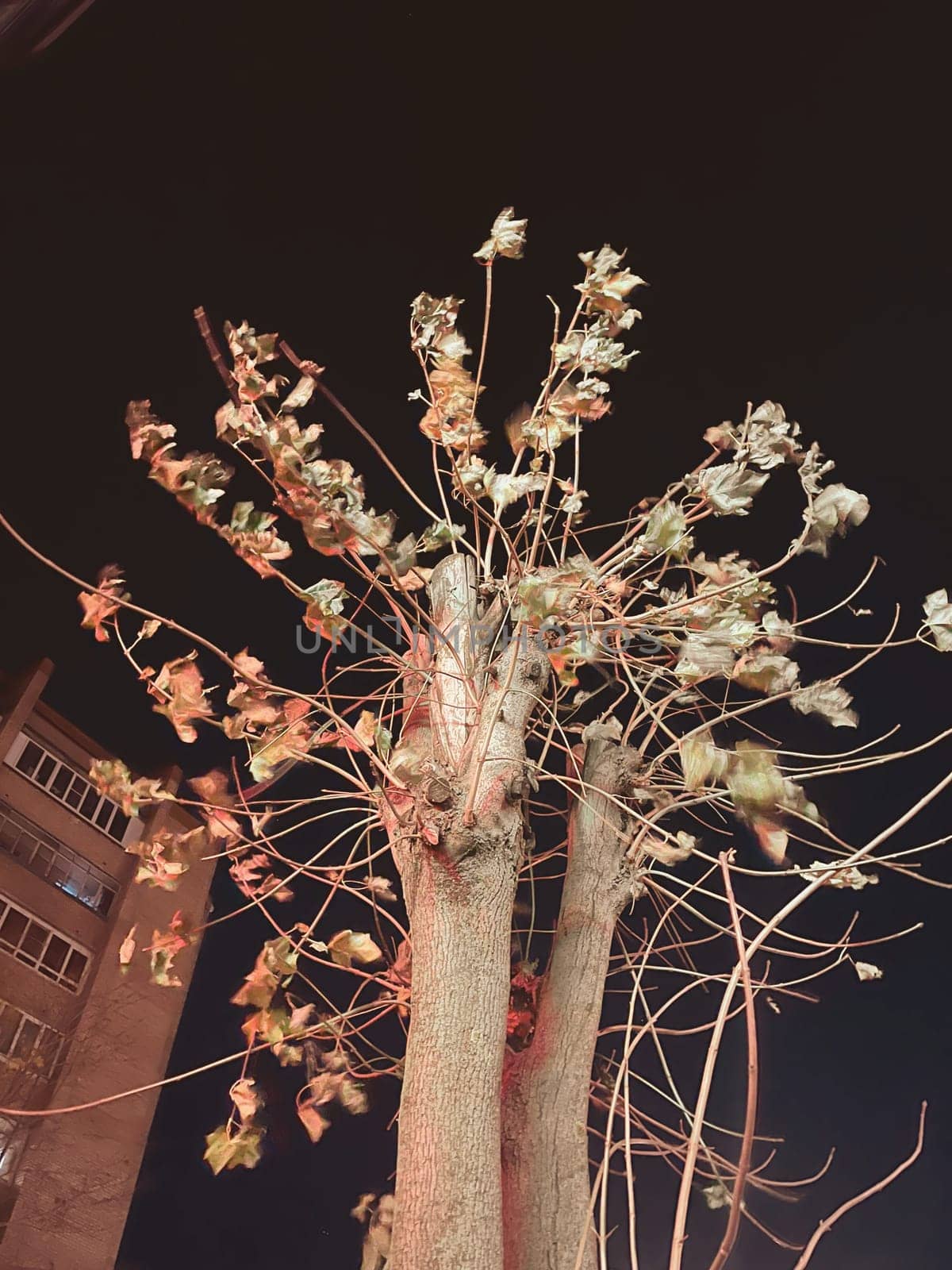 Retro aesthetic vintage photo of tree with leaves on a dark night background